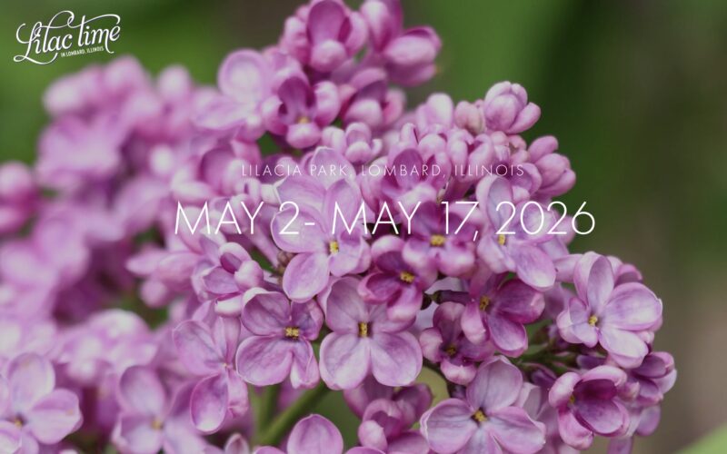 The Lilicia Park Lilacs Are Now In Bloom